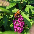 Budleja Dávidova (Buddleja Davidii) ´NANHO PURPLE´ - výška 50-60 cm, kont. C2L